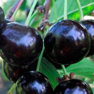 Саджанець Вишня Шоколадниця в контейнері